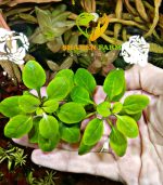 ⁦Lobelia Cardinalis لوبيليا كاردنالس⁩ - الصورة ⁦3⁩