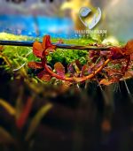 Rotala Blood Red روتالا بلد ريد - الصورة 7