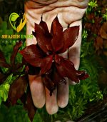 ⁦Ludwigia"Rubin"super red لودجيا سوبر ريد⁩ - الصورة ⁦8⁩