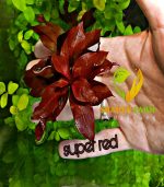 Ludwigia"Rubin"super red لودجيا سوبر ريد