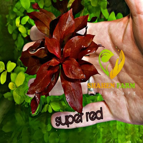 Ludwigia"Rubin"super red لودجيا سوبر ريد