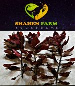 ⁦Ludwigia"Rubin"super red لودجيا سوبر ريد⁩ - الصورة ⁦4⁩