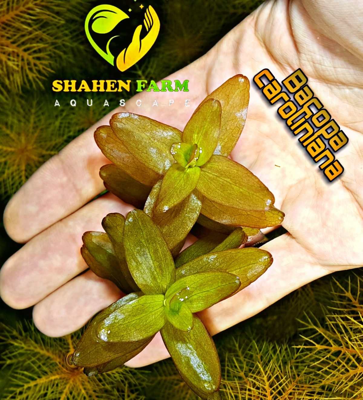 ⁦Bacopa caroliniana باكوبا كارولينا⁩ - الصورة ⁦1⁩