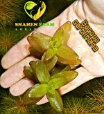 Bacopa caroliniana باكوبا كارولينا