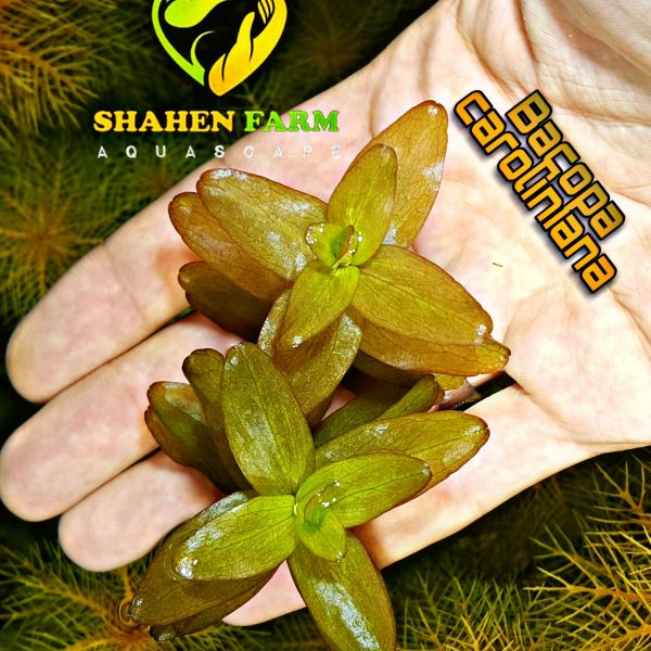 Bacopa caroliniana باكوبا كارولينا