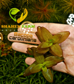 ⁦Bacopa caroliniana باكوبا كارولينا⁩ - الصورة ⁦2⁩