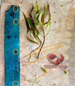 Hygrophila polysperma "Tiger"هيجروفيليا تايجر - الصورة 10