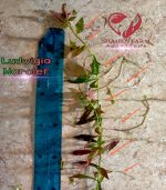 ⁦Ludwigia Red Leaf لودجيا نارو ليف⁩ - الصورة ⁦4⁩