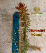 Marsh mermaidweed مرميد ويد - الصورة 12