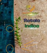 Rotala indica Bonsai روتالا بونساى - الصورة 8