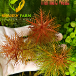 Marsh mermaidweed مرميد ويد