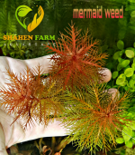 Marsh mermaidweed مرميد ويد