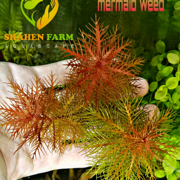 Marsh mermaidweed مرميد ويد