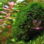 Fissidens Fontanus Moss فيسيدين موس