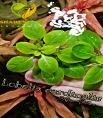 Lobelia Cardinalis لوبيليا كاردنالس