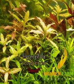 ⁦Hygrophila polysperma 'Sunset' ('Rosanervig') هيجروفيليا صن سيت⁩ - الصورة ⁦5⁩