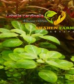 ⁦Lobelia Cardinalis لوبيليا كاردنالس⁩ - الصورة ⁦4⁩