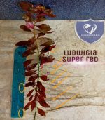 ⁦Ludwigia"Rubin"super red لودجيا سوبر ريد⁩ - الصورة ⁦7⁩