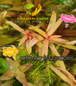 Nesaea crassicaulis vs ammania gracilis أمنيا و نياسا - الصورة 3