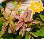 ⁦Hygrophila polysperma 'Sunset' ('Rosanervig') هيجروفيليا صن سيت⁩ - الصورة ⁦6⁩