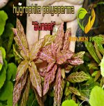 ⁦Hygrophila polysperma 'Sunset' ('Rosanervig') هيجروفيليا صن سيت⁩ - الصورة ⁦7⁩