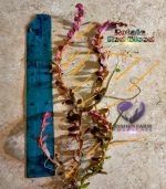 Rotala Blood Red روتالا بلد ريد - الصورة 3