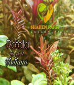 ⁦Rotala H.A.R VIETNAM روتالا فيتنام⁩ - الصورة ⁦8⁩