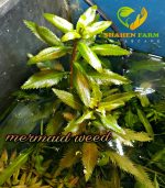 Marsh mermaidweed مرميد ويد - الصورة 8