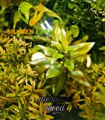 Marsh mermaidweed مرميد ويد - الصورة 9