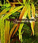 Hygrophila polysperma "Tiger"هيجروفيليا تايجر - الصورة 3