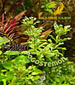 ⁦Pogostemon helfer بوجستيمون هيلفرى⁩ - الصورة ⁦5⁩