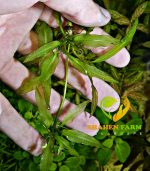 Aponogeton ulvaceus ابنجتون اولفاكوس - الصورة 2