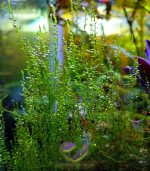 String japan moss سترينجى موس - الصورة 3