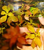 ⁦Ludwigia repens لودجيا ريبينس⁩ - الصورة ⁦2⁩