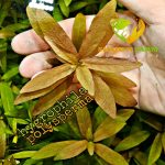 Hygrophila polysperma هيجروفليا بوليسبيرما