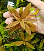 Hygrophila polysperma هيجروفليا بوليسبيرما