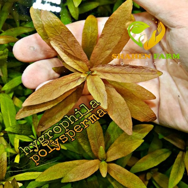 Hygrophila polysperma هيجروفليا بوليسبيرما