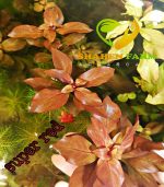 ⁦Ludwigia"Rubin"super red لودجيا سوبر ريد⁩ - الصورة ⁦5⁩