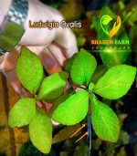 ⁦Ludwigia ovalis لودجيا اوفاليس اورانج⁩ - الصورة ⁦7⁩