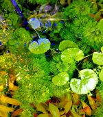 ⁦Hydrocotyle leucocephala هيدروكتيل ليكوفالا⁩ - الصورة ⁦5⁩