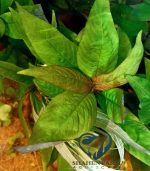 Hygrophila corymbosa ''stricta'' هيجروفليا جاينت