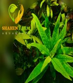 ⁦Hygrophila 'Siamensis' هيجروفيليا سايميز⁩ - الصورة ⁦5⁩