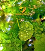 ⁦Hydrocotyle leucocephala هيدروكتيل ليكوفالا⁩ - الصورة ⁦6⁩