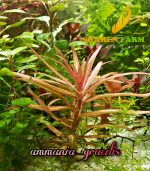 Nesaea crassicaulis vs ammania gracilis أمنيا و نياسا - الصورة 11