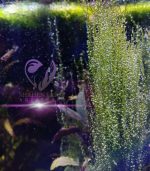 String japan moss سترينجى موس - الصورة 5