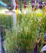 String japan moss سترينجى موس - الصورة 4