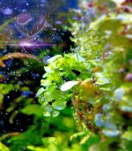 ⁦Monosolenium Tenerum .. Pellia Moss بيليا موس⁩ - الصورة ⁦2⁩