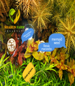 Marsh mermaidweed مرميد ويد - الصورة 14