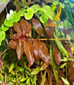 ⁦Ludwigia"Rubin"super red لودجيا سوبر ريد⁩ - الصورة ⁦10⁩