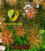 Marsh mermaidweed مرميد ويد - الصورة 10